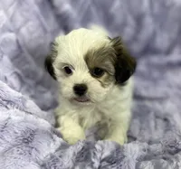 Summer, a female Bichon Frise and Shih Tzu for sale in Gallatin, MO – Photo 6 of 9