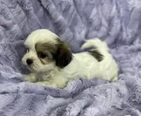Summer, a female Bichon Frise and Shih Tzu for sale in Gallatin, MO – Photo 9 of 9