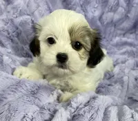 Summer, a female Bichon Frise and Shih Tzu for sale in Gallatin, MO – Photo 8 of 9