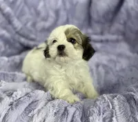 Summer, a female Bichon Frise and Shih Tzu for sale in Gallatin, MO – Photo 3 of 9