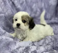 Summer, a female Bichon Frise and Shih Tzu for sale in Gallatin, MO – Photo 5 of 9