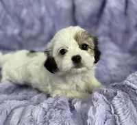 Summer, a female Bichon Frise and Shih Tzu for sale in Gallatin, MO – Photo 7 of 9