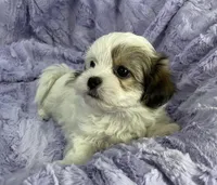 Summer, a female Bichon Frise and Shih Tzu for sale in Gallatin, MO – Photo 2 of 9