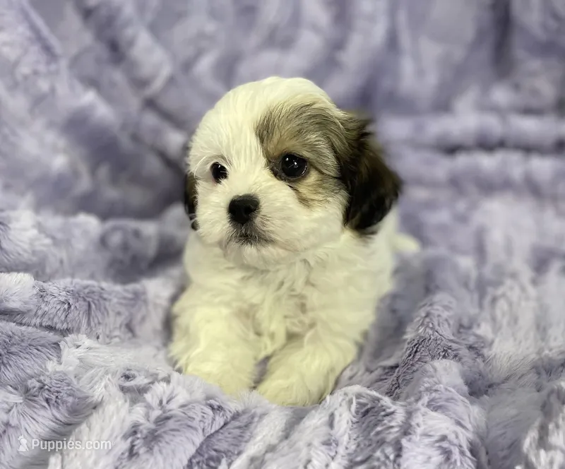 Summer – Bichon Frise, Shih Tzu puppy for sale in Gallatin, MO