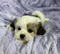 Summer, a female Bichon Frise and Shih Tzu for sale in Gallatin, MO – Photo 4 of 9