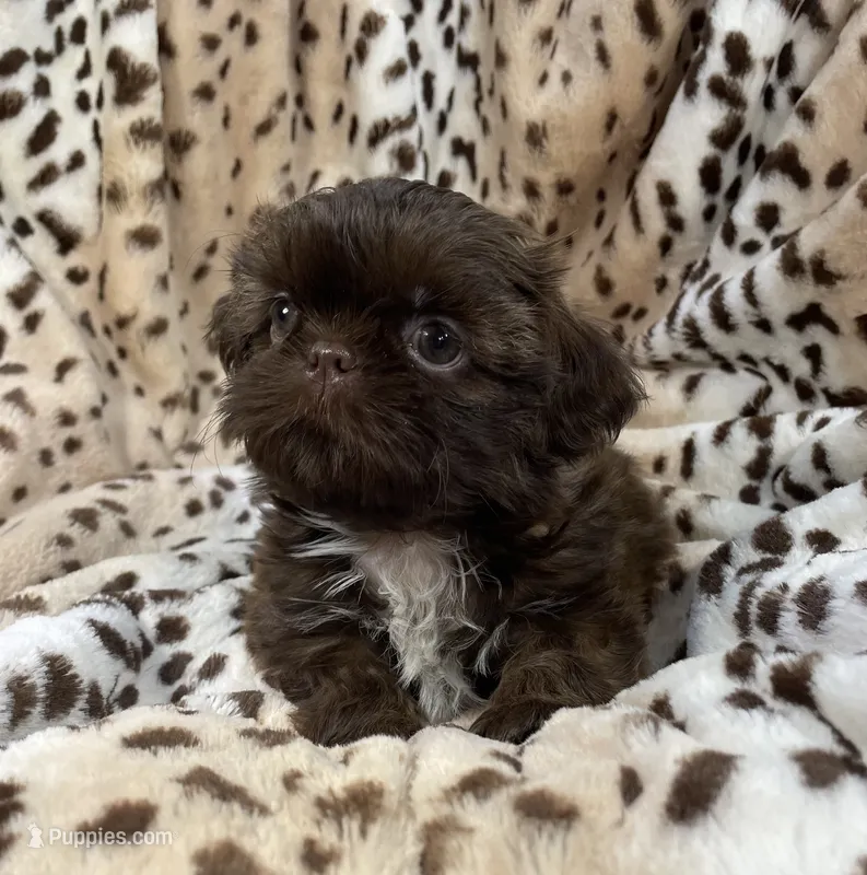 Charm – Shih Tzu puppy for sale in Gallatin, MO