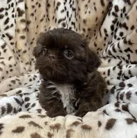 Charm, a female Shih Tzu for sale in Gallatin, MO – 1 of 10