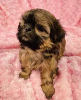 Faith, a female Shih Tzu for sale in Gallatin, MO – 2 of 9