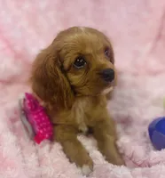 Sparkle , a female Cavalier King Charles Spaniel for sale in Gallatin, MO – 1 of 8