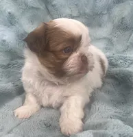 Rocky, a male Shih Tzu for sale in Gallatin, MO – 3 of 10