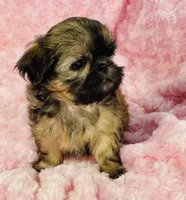 Faith, a female Shih Tzu for sale in Gallatin, MO – 4 of 9