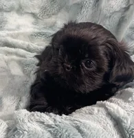 Jet / solid black, a male Shih Tzu for sale in Gallatin, MO – 10 of 10