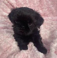 Beauty / imperial/ solid black, a female Shih Tzu for sale in Gallatin, MO – 4 of 7