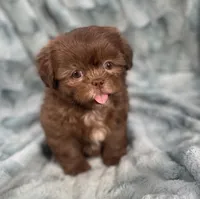 Chip, a male Shih Tzu for sale in Gallatin, MO – 5 of 10