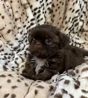 Charm, a female Shih Tzu for sale in Gallatin, MO – 6 of 10