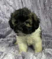 Sprocket , a  Shih Tzu and Poodle - Miniature  for sale in Gallatin, MO – 5 of 5