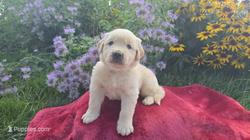 Felix – Golden Retriever puppy for sale in Union Grove, NC