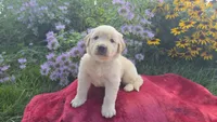 Felix, a male Golden Retriever for sale in Union Grove, NC – 1 of 2