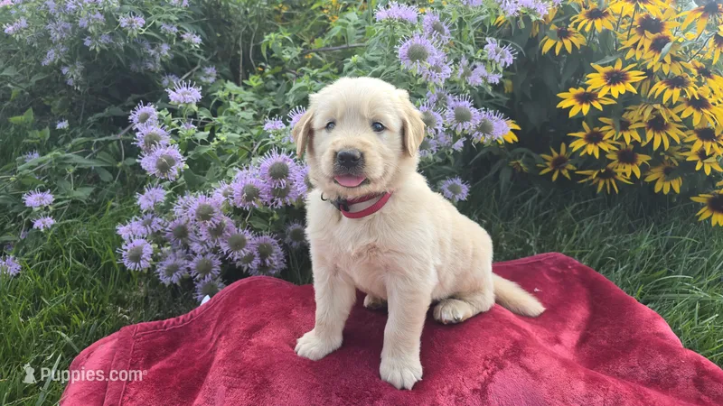 Frank – Golden Retriever puppy for sale in Union Grove, NC