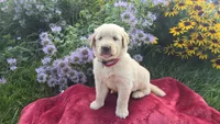 Frank, a male Golden Retriever for sale in Union Grove, NC – 1 of 2