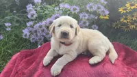 Frank, a male Golden Retriever for sale in Union Grove, NC – 2 of 2