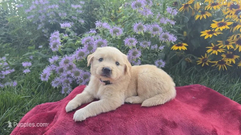 Francis – Golden Retriever puppy for sale in Union Grove, NC