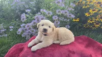 Francis, a female Golden Retriever for sale in Union Grove, NC – 1 of 1