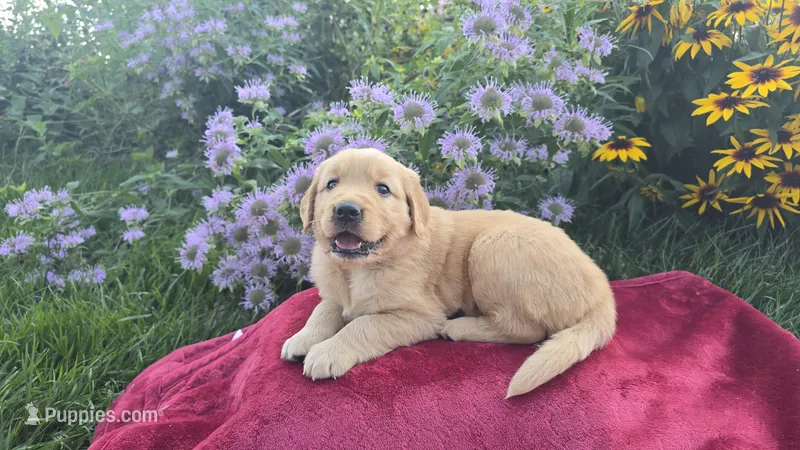 Fred – Golden Retriever puppy for sale in Union Grove, NC