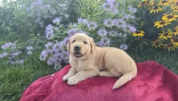 Fred, a male Golden Retriever for sale in Union Grove, NC – 1 of 1