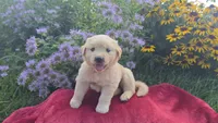 Felix, a male Golden Retriever for sale in Union Grove, NC – 2 of 2