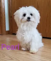 Iris , a female Maltese for sale in Athens, WI – Photo 5 of 5