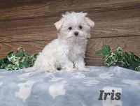 Iris , a female Maltese for sale in Athens, WI – 2 of 7