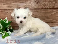 Iris , a female Maltese for sale in Athens, WI – Photo 3 of 5