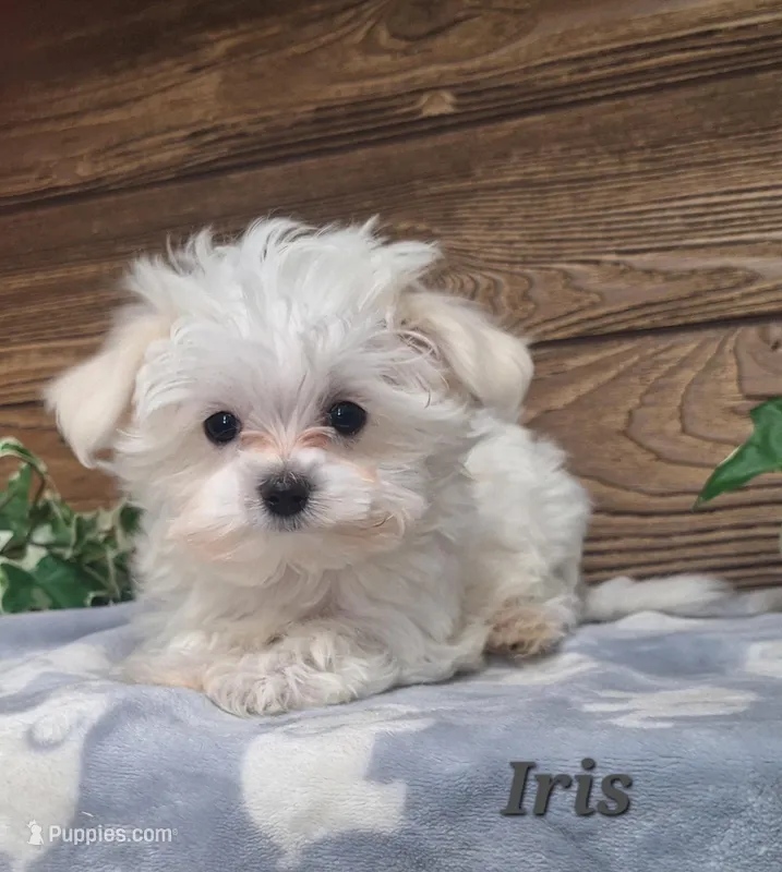 Iris  – Maltese puppy for sale in Athens, WI