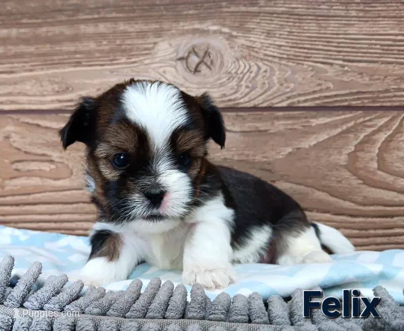 Felix – Shorkie puppy for sale in Athens, WI