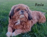 Olivia , a female Shorkie for sale in Athens, WI – 5 of 6