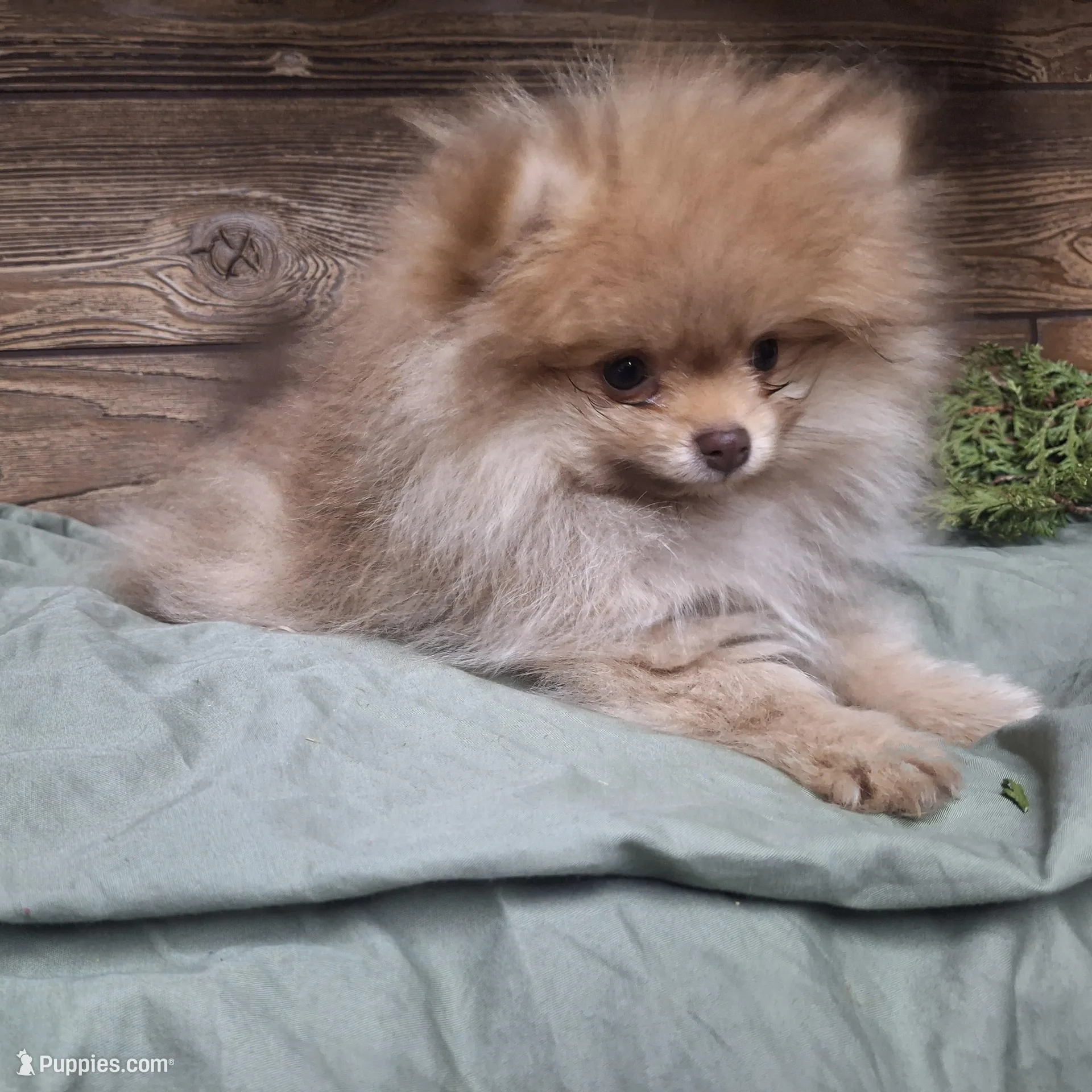 Mason, a male Pomeranian for sale in Athens, WI – Photo 2 of 10