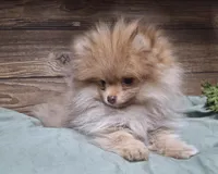 Mason, a male Pomeranian for sale in Athens, WI – Photo 1 of 10