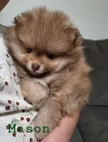 Mason, a male Pomeranian for sale in Athens, WI – Photo 7 of 10