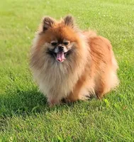 Mason, a male Pomeranian for sale in Athens, WI – Photo 9 of 10