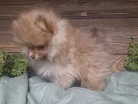 Mason, a male Pomeranian for sale in Athens, WI – Photo 5 of 10