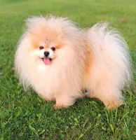 Mason, a male Pomeranian for sale in Athens, WI – Photo 10 of 10