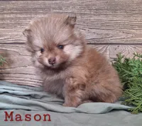Mason, a male Pomeranian for sale in Athens, WI – Photo 8 of 10
