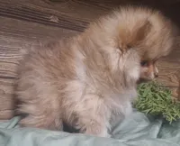 Mason, a male Pomeranian for sale in Athens, WI – Photo 6 of 10