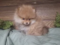 Mason, a male Pomeranian for sale in Athens, WI – Photo 4 of 10