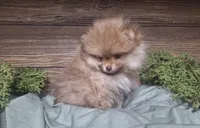 Mason, a male Pomeranian for sale in Athens, WI – Photo 3 of 10