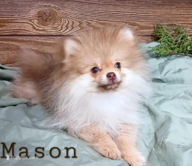 Mason