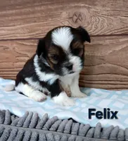 Felix, a male Shorkie for sale in Athens, WI – 3 of 7