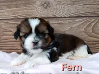 Fern, a female Shorkie for sale in Athens, WI – 2 of 6