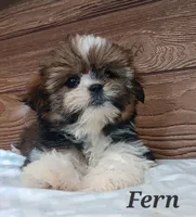 Fern, a female Shorkie for sale in Athens, WI – 3 of 9